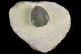 Dalejeproetus Trilobite - Uncommon Moroccan Proetid #98643-2
